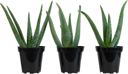 Miniatura 9 de Planta de aloe vera plantas suculentas vivas (paquete de 3), plantas suculentas vivas de aloe vera, planta de aloe vivo en maceta de aloe, plantas