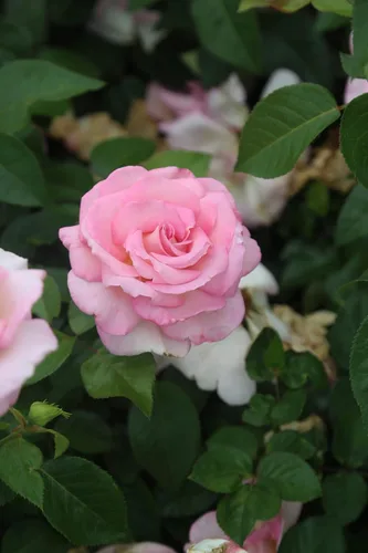 Miniatura 2 de Heirloom Roses Planta de rosas - Acapella® Rosa Rosa Bush, Té híbrido Planta viva para plantar al aire libre