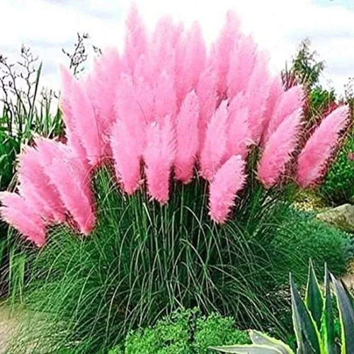 Pink Pampas Grass Seeds – 100 semillas – Hierba ornamental para paisajismo o decoración – Fabricado en Estados Unidos