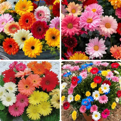 Más de 300 semillas de flores de margarita africana, reliquia sin OMG, flores de colores brillantes, temporada de floración larga, tolerantes a la