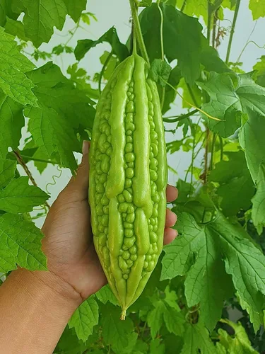 Miniatura 2 de Más de 25 semillas de melón amargo prémium para plantar, reliquia, sin OMG, calabaza amarga de alto rendimiento - Kh Qua M Trái Dài - Semillas