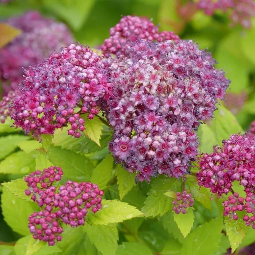 DOUBLE PLAY® DOLLY™ - Spiraea japonica - Ganadores probados - Maceta de 4"