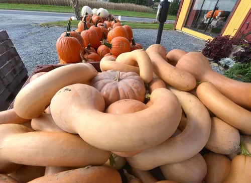 Miniatura 2 de TomorrowSeeds - Semillas de calabaza de cuello de pavo - Más de 20 unidades - para plantar 2025 Pennsylvania Holandesa Larga Calabaza Cuello