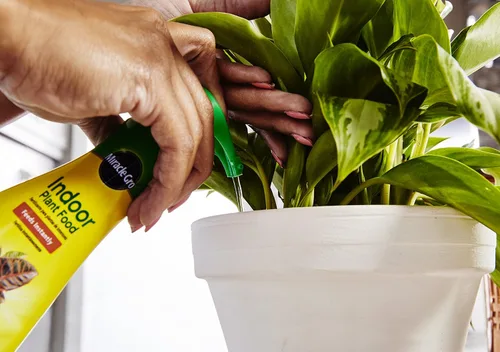 Miniatura 4 de Miracle-Gro Alimento para plantas de interior, fertilizante para plantas, 8 onzas (paquete de 6)