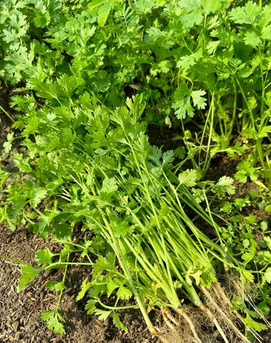 Miniatura 2 de Más de 1000 semillas de cilantro de primera calidad – Ngò Rí, cilantro, perejil chino – Sin OMG, reliquia, tasa de germinación del 99% – Semillas