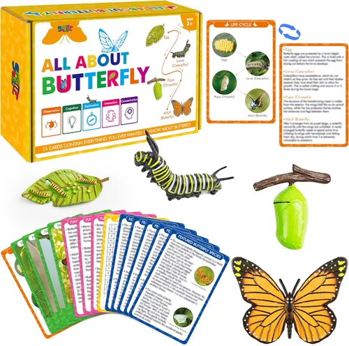 15 tarjetas de mariposa con 4 figuras de plástico, tarjetas de introducción de mariposas, insectos, huevo a mariposa, kit de juguete para niños,