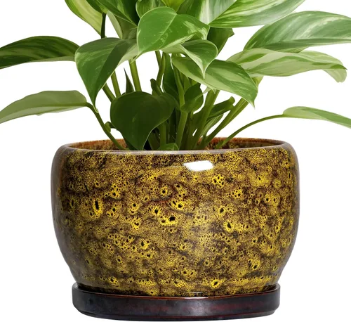 Miniatura 52 de SQOWL Macetas de cerámica – Maceta de 6 pulgadas con orificio de drenaje y bandeja, maceta redonda para plantas de interior, maceta decorativa