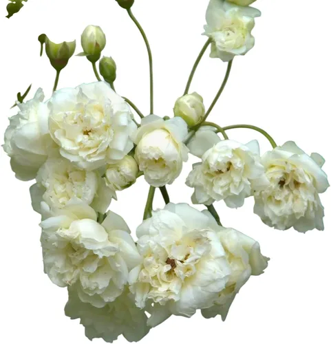 Miniatura 9 de White Lady Banks Rose - Planta de rosas trepadoras vivas, flores blancas sin espinas, vid perenne resistente para vallas, cenadores y enrejados