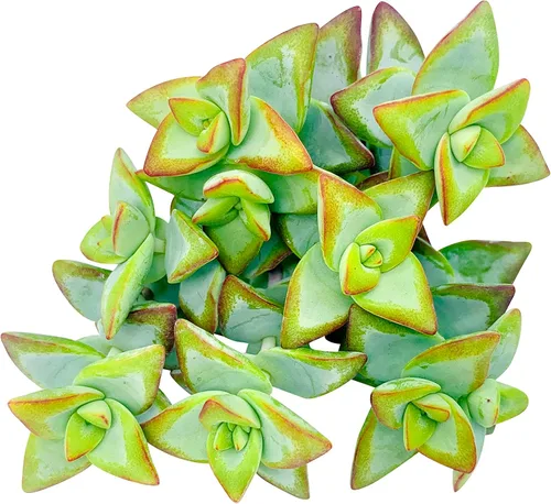 Miniatura 22 de Tallos de Suculentas Vivas (3 Sedum Morganianum Colas de Burro), Plantas Suculentas Vivas, Planta Suculenta SIN Raíces, Plantas de Casa Vivas