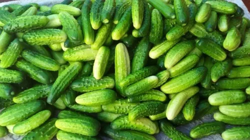 Miniatura 4 de Semillas Decapado Pepino Zasol No GMO Heirloom