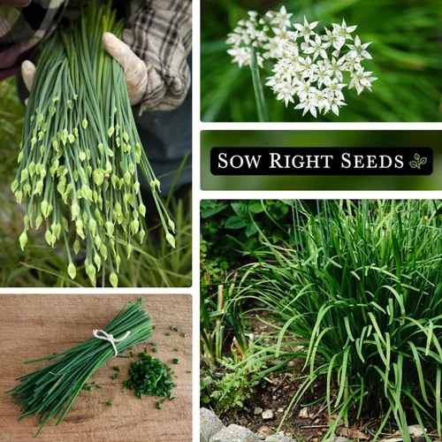 Miniatura 4 de Sow Right Seeds - Semillas de cebollino de ajo para plantar - Paquete de reliquia sin OMG con instrucciones para plantar y cultivar un jardín