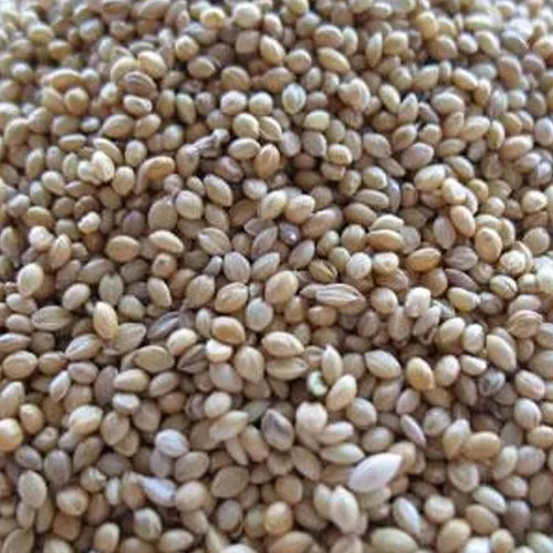 Semilla de mijo dorado alemán – 1 onza ~ 13,750 semillas – enteras – sin OMG, polinizado abierto – Semillas de grano de granja y jardín –
