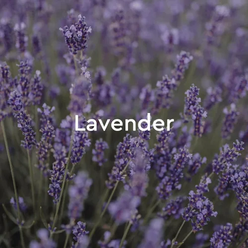 Miniatura 5 de Kneipp Baño relajante de burbujas de aromaterapia de lavanda, bueno para la relajación, vegano, 13.5 onzas líquidas, hasta ocho baños