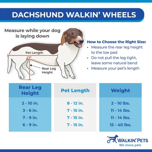 Miniatura 2 de Silla de ruedas Dachshund - para perros pequeños de 2 a 30 libras - Aprobado por veterinarios - Silla de ruedas para perros para patas traseras