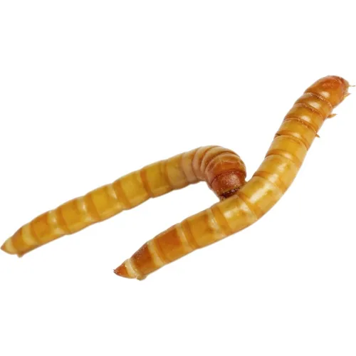 Miniatura 4 de Predator Foods Gusanos de harina vivos a granel - 500 unidades (grande - ~.75 pulgadas)