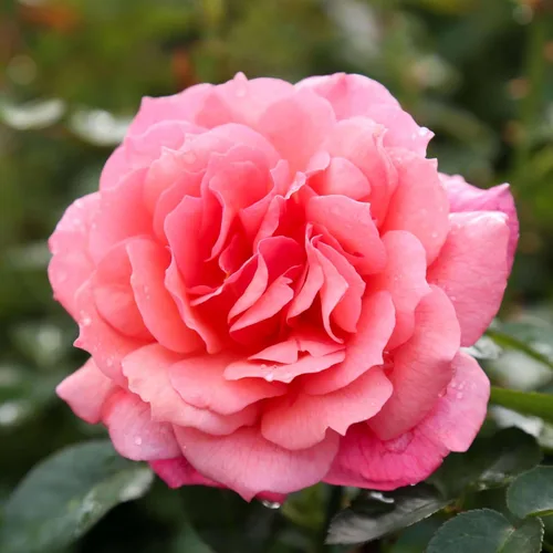Miniatura 17 de Rosas trepadoras de reliquia, planta de raíz propia viva para jardín al aire libre, Aloha, muy fragantes, zonas de rusticidad 5 a 10, floración