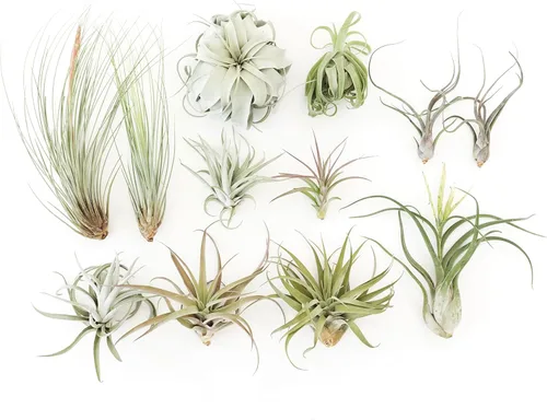 Air Plant Shop Paquete de 12 plantas de aire Tillandsia Jumbo Variety Pack - Venta al por mayor y a granel - Suculentas - Tillandsia viva - Plantas