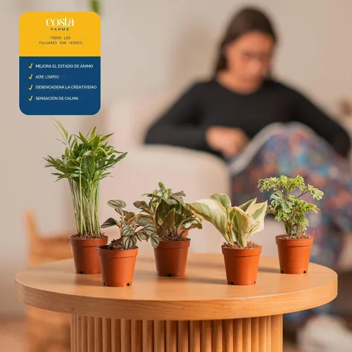Miniatura 5 de Costa Farms Plantas vivas mini de interior en macetas de plástico, fáciles de mantener, plantas de interior purificadoras de aire, decoración