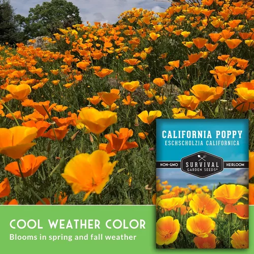Miniatura 3 de Survival Garden Seeds - Semillas de amapola de California para plantar - 5 paquetes con instrucciones para cultivar plantas Eschscholzia Californica