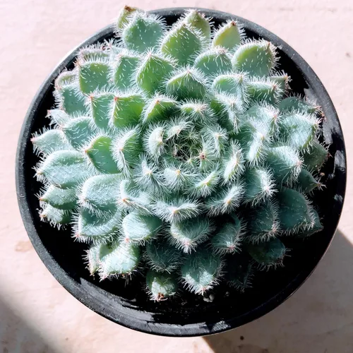 Miniatura 7 de Blissful Echeveria Alpen Glow 4" Pot Live Succulent Pink Purple Rosette Plant Easy 2 Grow, Perfect for Wedding, Party Favor and Succulent
