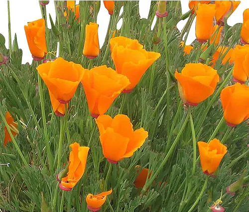 Miniatura 3 de 4000 semillas de amapola enana dorada del oeste de California, flor estatal, amapola amarilla, re-semillas, floración más tarde que la amapola dorada