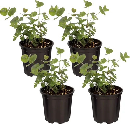 Miniatura 17 de Hierba aromática y comestible viva, lavanda (4 por paquete), potenciador natural del sueño, 6 pulgadas de alto por 4 pulgadas de ancho en 1 pinta