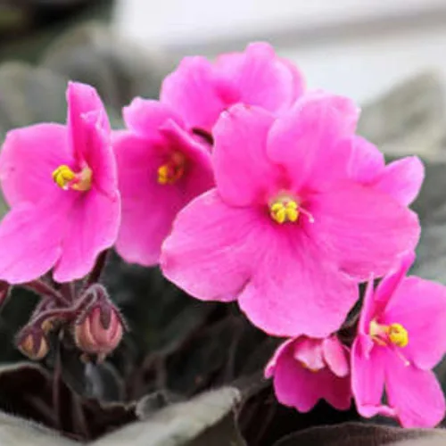Miniatura 3 de Violetas africanas vivas, plantas de violeta africana, plantas vivas de interior, 4 en maceta, de 4 a 6 pulgadas de largo (rosa)