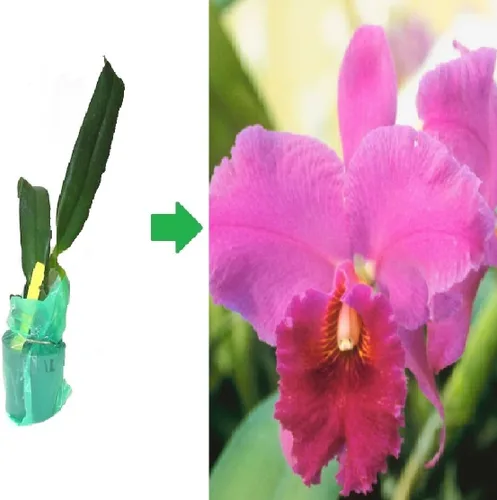 Miniatura 5 de Cattleya Orchid Hawaiian Starter Plants LL110 - 3 unidades de 4 a 6 pulgadas de alto, enraizadas en maceta de 2.5 pulgadas sin floración