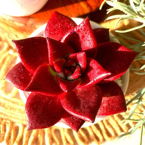 Miniatura 2 de Plantas suculentas vivas Echeveria Agavoides v Romeo Rubin de 3 pulgadas, suculentas rojas raras raíz desnuda sin tierra de maceta, plantas vivas