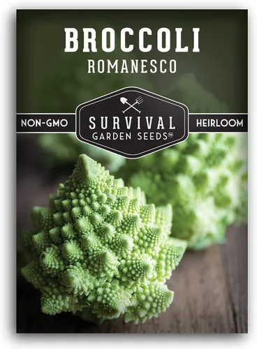 Romanesco - Semillas de brócoli para plantar, vegetales exóticos italianos tradicionales con cabezas en espiral únicas, alto rendimiento, cultivo
