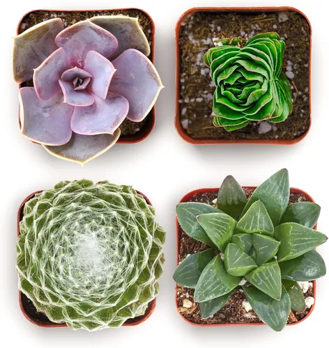 Shop Succulents Collectors Paquete de Colección de Plantas Suculentas - Plantas Mini Suculentas Vivas, Bajo Mantenimiento, Colores y Texturas -