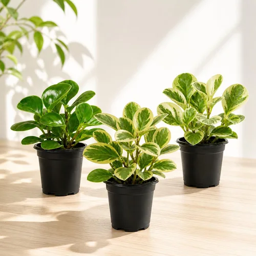 Miniatura 2 de Peperomia obtusifolia en macetas decorativas de 4 pulgadas, planta de goma para bebé, planta de interior viva, purificador de aire, apto