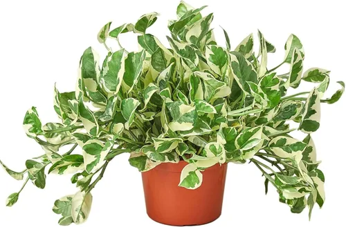 Miniatura 24 de Planta de serpiente Laurentii Sansevieria Trifasciata Planta viva para interior Diferentes plantas de interior en maceta de 4 y 6 pulgadas