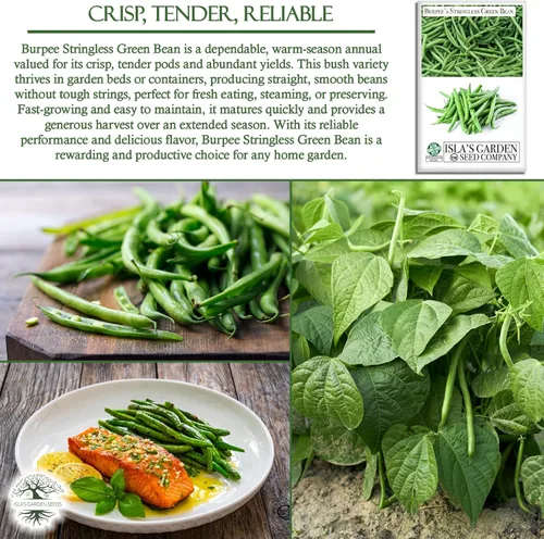 Miniatura 5 de Burpee - Semillas de frijol verde sin hilo para plantar, más de 50 semillas tradicionales por paquete, semillas de jardín de Isla