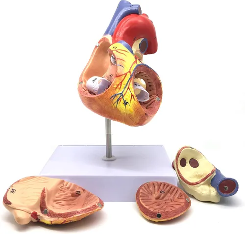 XINDAM Modelo anatómico de corazón humano ampliado 2X, modelo anatómicamente preciso de corazón, anatomía de esqueleto humano para ciencias, aula,