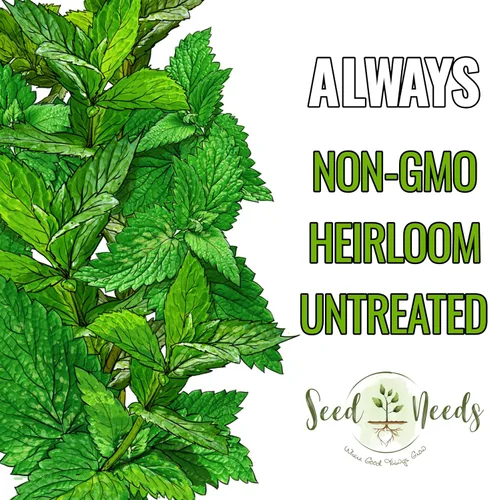 Miniatura 5 de Seed Needs, Semillas de menta – 1000 semillas tradicionales para plantar Mentha piperita – Hierba medicinal/culinaria, sin OMG y sin tratar – Ideal