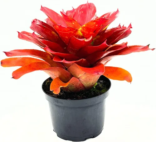 Miniatura 11 de ragnaroc Plantas Vivas – Bromelia Neoregelia Dragon, 8-12" en Maceta de 6" - 1ct - Llegada Viva Garantizada - Plantas de Casa para Decoración