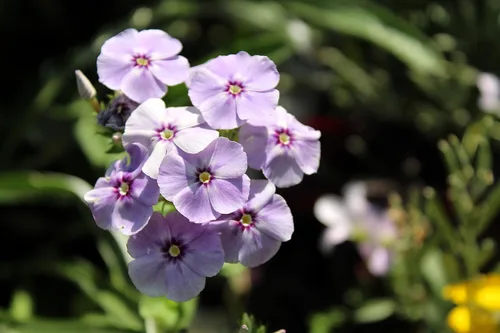Miniatura 6 de 100 Phlox de Oveja Mezcla Pastel Phlox Drummondii Semillas de Flores Multicolor