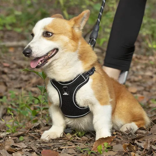 Miniatura 5 de BAAPET Arnés transpirable para perro para cachorros pequeños, medianos y malla de aire con correa reflectante de 6 pies para perro