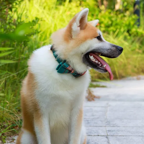 Miniatura 4 de Faleela Lindo Collar de Perro Navideño Suave para Niña con Lazo, Collar de Perro con Corbatín para Niño, Collar Ajustable Desmontable para Mascotas