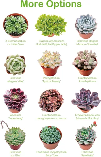Miniatura 5 de Suculentas vivas de 2 pulgadas de jade trompeta, raras plantas suculentas totalmente enraizadas en macetas, planta de casa única para bricolaje