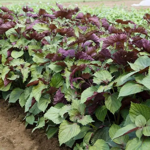 Miniatura 3 de Más de 200 semillas de Shiso moradas Perilla albahaca japonesa menta roja