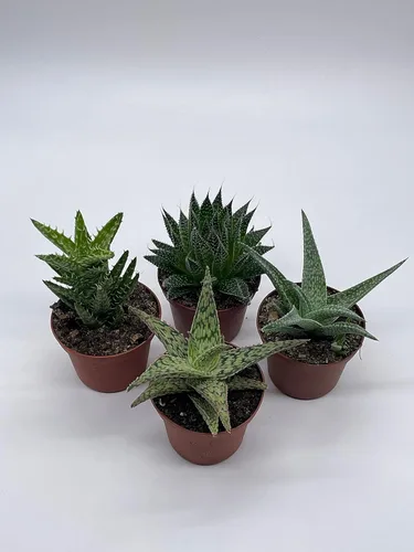 Miniatura 5 de BubbleBlooms Surtido variado de aloe, macetas de 3 pulgadas, 4 suculentas de aloe diferentes