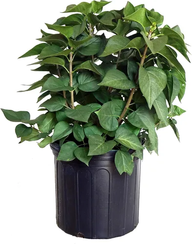 Miniatura 5 de Proven Winners - Syringa x Bloomerang Dark Purple (Lila Refloreciente) Arbusto, flores púrpura oscuro, Contenedor Tamaño #3