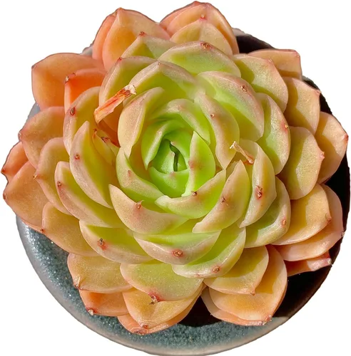 Miniatura 12 de Echeveria Agavoides Romeo - Plantas suculentas vivas raras, planta roja de 1 cabeza de 2.7 pulgadas, raíz desnuda sin tierra para maceta, escritorio