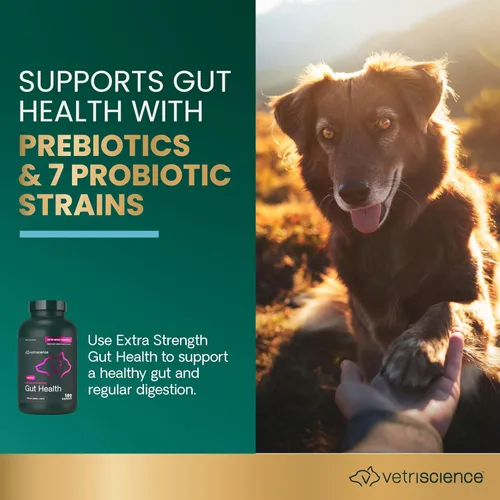 Miniatura 3 de VetriScience Suplementos digestivos probióticos y prebióticos extra fuertes para la salud intestinal para perros y gatos, gases, diarrea y apoyo