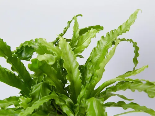Miniatura 5 de Helecho Birdsnest japonés Victoria - Planta viva en una maceta de 6 pulgadas - Asplenium Nidus Antiquum 'Victoria' - Helechos raros y exóticos