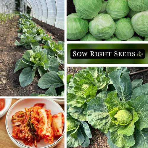 Miniatura 4 de Sow Right Seeds - Semilla de col Golden Acre para plantar - Paquete de reliquia sin OMG con instrucciones para plantar un huerto en el hogar al aire