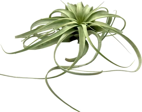 Miniatura 7 de ragnaroc Plantas de aire – Tillandsia Xerographica, gigante de 9-14 pulgadas – 1 unidad – Llegada viva garantizada – Plantas