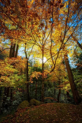 Miniatura 6 de Impresión de fotografía de bosque (sin marco) Imagen vertical de hojas iluminadas por la luz del sol en el día de otoño en grandes montañas